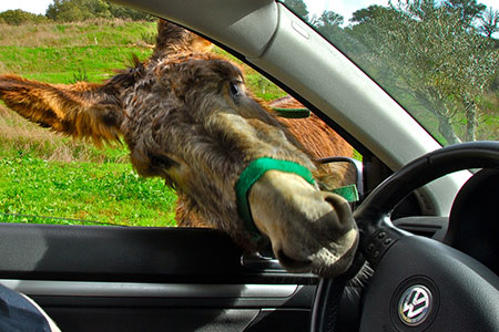 give a ride